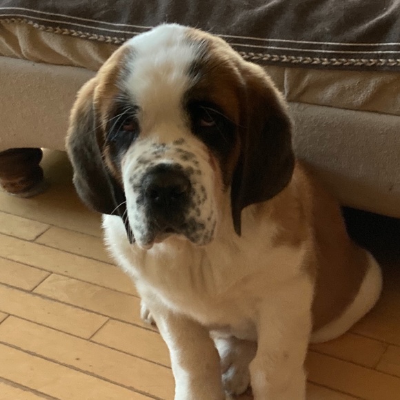 Meet your Posher, Paula - Picture 1 of 1